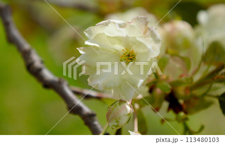 淡黄色のウコン桜の花のクローズアップ 淡黄色のウコン桜の花のクローズアップ 113480103