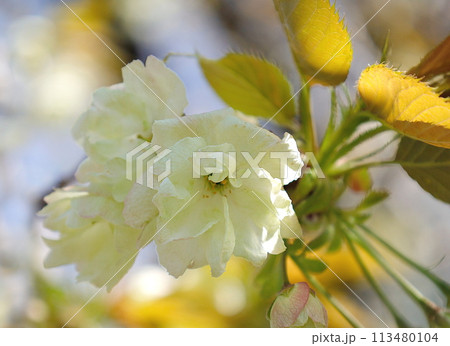 淡黄色のウコン桜の花のクローズアップ 淡黄色のウコン桜の花のクローズアップ 113480104