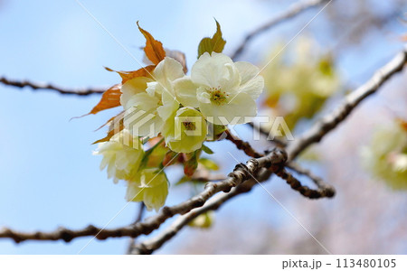 淡黄色のウコン桜の花と青空 113480105