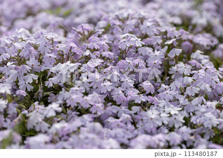 シバザクラ 113480187