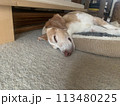 完全寝落ちのビーグル犬 113480225
