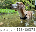 川で遊ぶビーグル犬 113480373