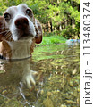川で泳ぐ犬 113480374