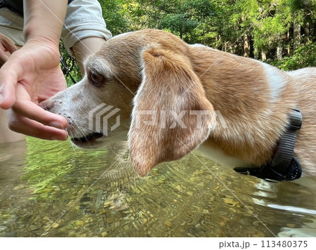 川遊びをするビーグル犬 113480375