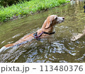 川を泳ぐビーグル犬 113480376