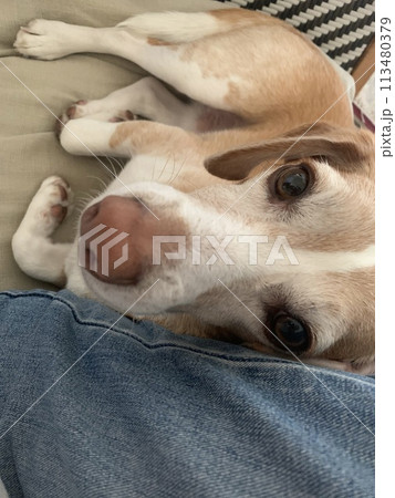 飼い主を可愛い目で見つめてくるビーグル犬 飼い主を可愛い目で見つめてくるビーグル犬 113480379