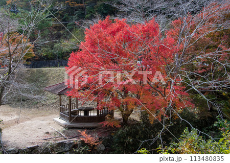 井原市美星町　鬼ヶ嶽の紅葉 113480835