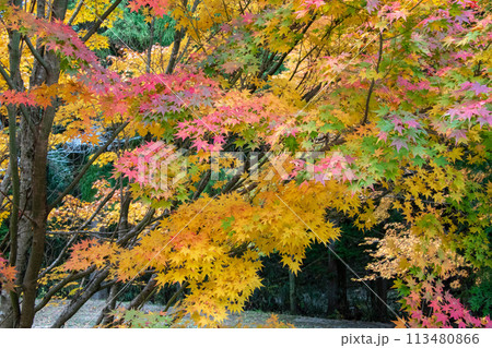 井原市美星町 鬼ヶ嶽の紅葉 井原市美星町 鬼ヶ嶽の紅葉 113480866