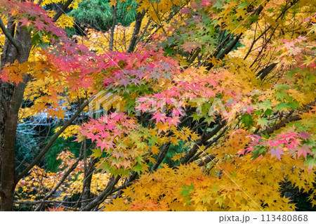 井原市美星町　鬼ヶ嶽の紅葉 113480868