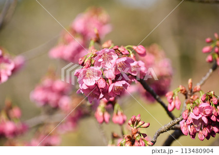 早咲きの濃いピンクの横濱緋桜 早咲きの濃いピンクの横濱緋桜 113480904