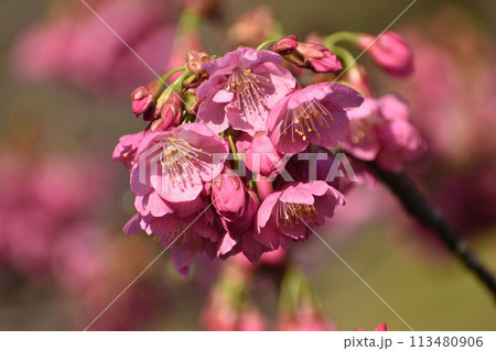 早咲きの濃いピンクの横濱緋桜 早咲きの濃いピンクの横濱緋桜 113480906