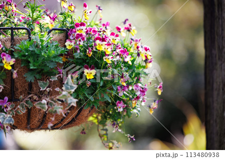 吊り鉢に咲くカラフルなパンジーの花 吊り鉢に咲くカラフルなパンジーの花 113480938