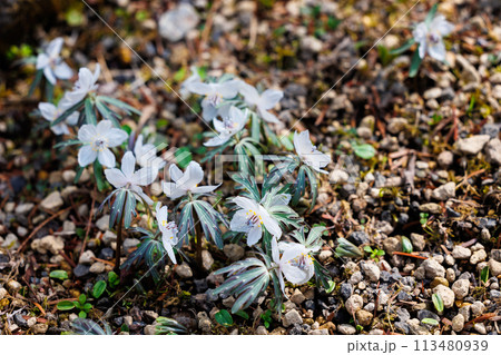 自然の小石の上に咲く白い野生の花 自然の小石の上に咲く白い野生の花 113480939