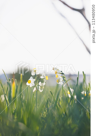 春風に揺れる水仙の花 113480950