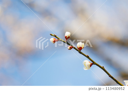 春の訪れを告げる梅の花 春の訪れを告げる梅の花 113480952