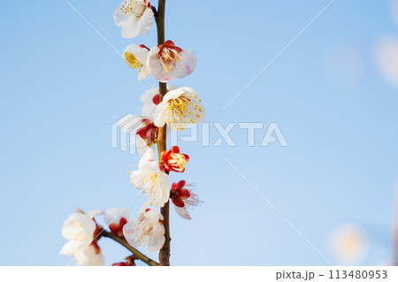 春の訪れを告げる梅の花 春の訪れを告げる梅の花 113480953