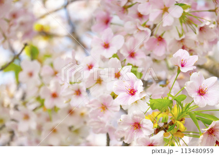 満開の桜 113480959