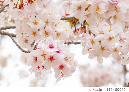 満開の桜 113480962