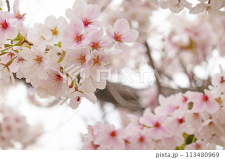 満開の桜 113480969