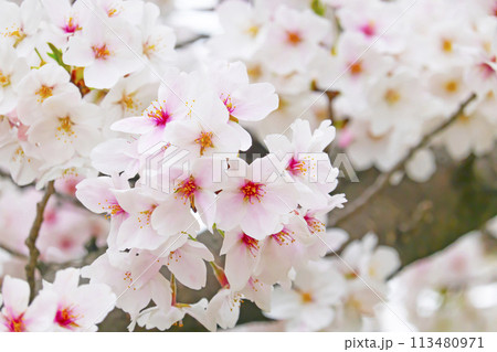 満開の桜 113480971