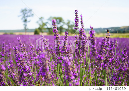 Lavender bushes on field. Lavender bushes on field. 113481089