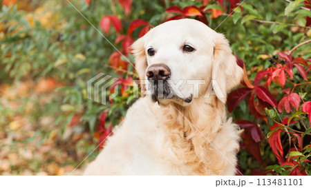 Adorable sad golden retriever dog near red and yellow wild grapes leaves 113481101