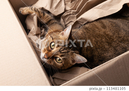 Cute happy grey tabby cat in cardboard box on carpet floor at home. Pets care and adoption concept. Cute happy grey tabby cat in cardboard box on carpet floor at home. Pets care and adoption concept. 113481105