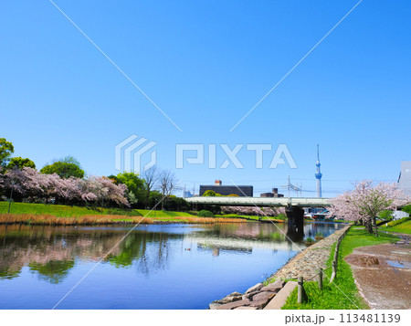 春の青空に映える桜とスカイツリー 春の青空に映える桜とスカイツリー 113481139