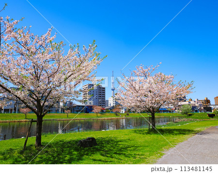 桜咲く旧中川 113481145