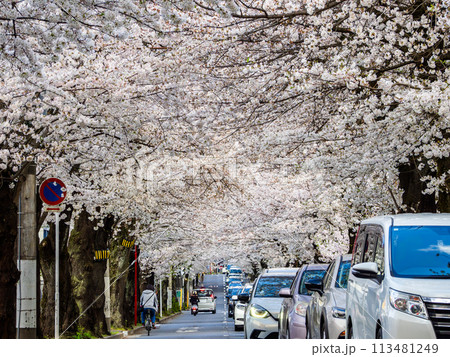 満開の桜のトンネル　千葉県松戸市・常盤平さくら通り（日本の道100選） 113481249