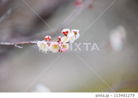 春の訪れを告げる梅の花 春の訪れを告げる梅の花 113481279