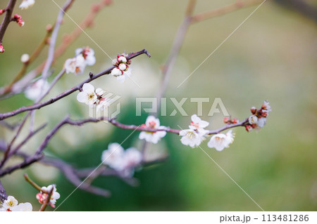 春の訪れを告げる梅の花 113481286