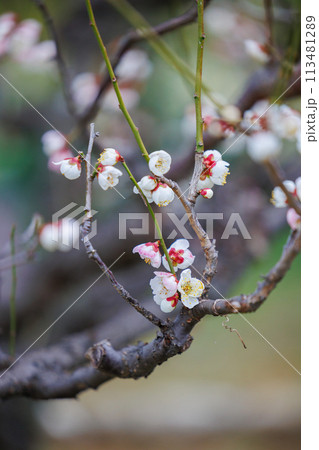 春の訪れを告げる梅の花 春の訪れを告げる梅の花 113481289