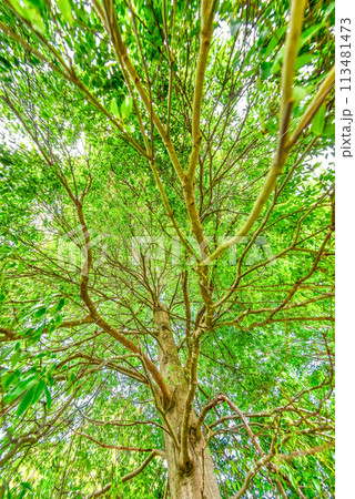 春の宮ヶ瀬湖畔園地 　新緑イメージ 113481473