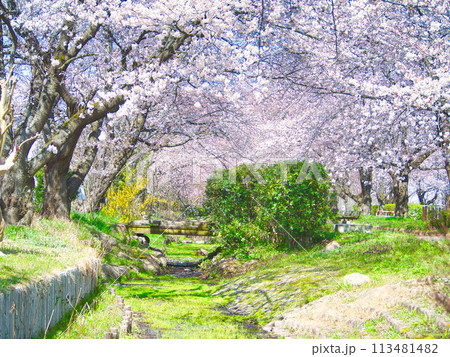 新潟県聖篭町 真野の桜並木 新潟県聖篭町 真野の桜並木 113481482