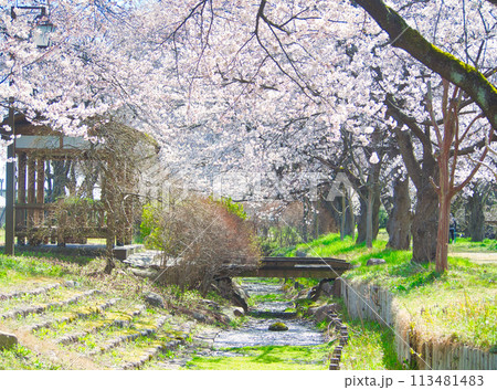 新潟県聖篭町　真野の桜並木 113481483