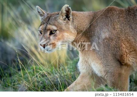 Close-up of puma with catchlights traversing scrubland Close-up of puma with catchlights traversing scrubland 113481654