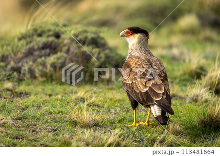 Crested caracara on short grass turning head 113481664