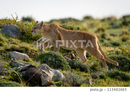 Female puma climbs hill on rocky scrubland Female puma climbs hill on rocky scrubland 113481665