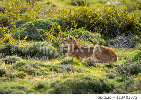 Female puma lies in bushes in sunshine 113481672