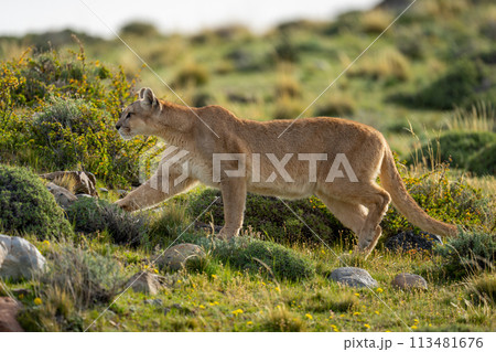 Female puma walking past bushes on scrubland 113481676