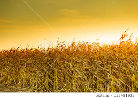 Corn field at the yellow sunset 113481935