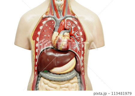 Human body anatomy organ model isolated on white background with clipping path for study education medical course. 113481979