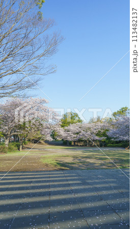 【千葉県千葉市】おゆみ野さくら公園と桜 【千葉県千葉市】おゆみ野さくら公園と桜 113482137