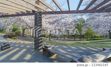 【千葉県千葉市】おゆみ野さくら公園と桜 【千葉県千葉市】おゆみ野さくら公園と桜 113482197