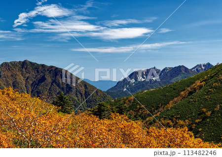 南アルプス・仙丈ヶ岳・馬ノ背のダケカンバの黄葉と鳳凰山の眺め 113482246