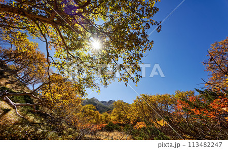 馬ノ背の紅葉と南アルプス・仙丈ヶ岳 馬ノ背の紅葉と南アルプス・仙丈ヶ岳 113482247