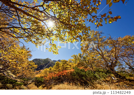 馬ノ背の紅葉と南アルプス・仙丈ヶ岳 馬ノ背の紅葉と南アルプス・仙丈ヶ岳 113482249
