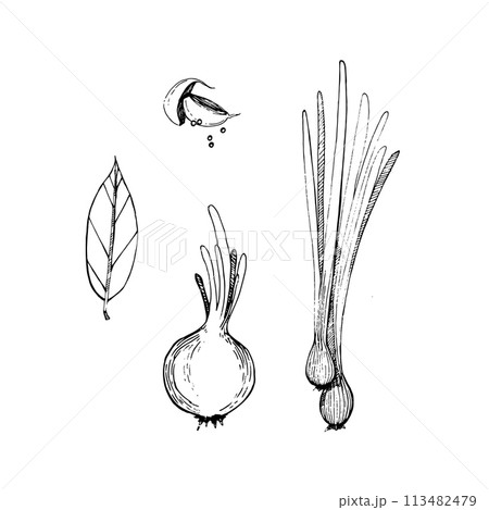 Vector illustration. Young green onions, cloves of garlic, peppercorns, onions, bay leaves drawn with a black outline in vector. Suitable for printing on fabric and paper, product packaging, design. 113482479