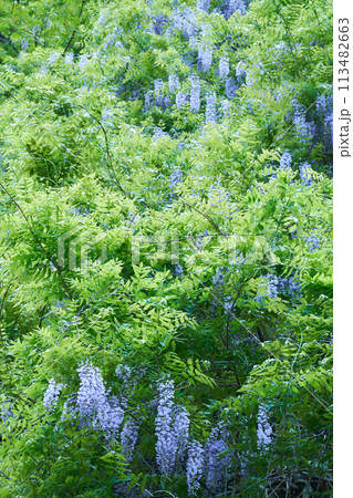 山藤 山藤 113482663